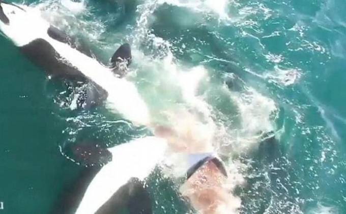 Стая косаток съела кита на Дальневосточном побережье России. (Видео)
