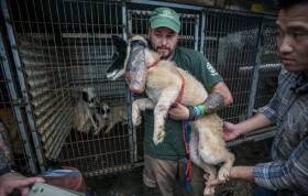 149 собак, приготовленных к забою были освобождены на корейской ферме. (Видео) 6