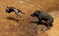 Смертельные побоища между собаками и кабанами были организованы в Индонезии. (Видео) 1