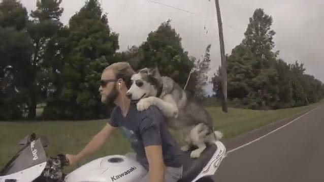 Мотоциклист приучил собаку к экстремальному «развлечению» (Видео)