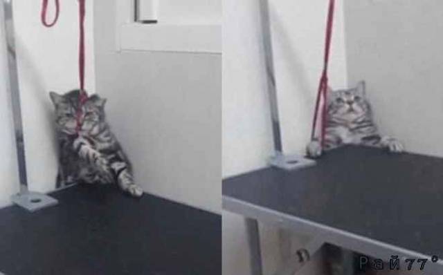 Побег кота привлёк внимание десятков тысяч пользователей сети Reddit