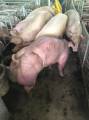 Камбоджийский «селекционер» вывел новый вид свиней с двойными окороками. (Видео) 4