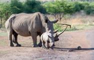 Детёныш носорога убрал препятствие в виде черепахи с дороги в африканском заповеднике 2