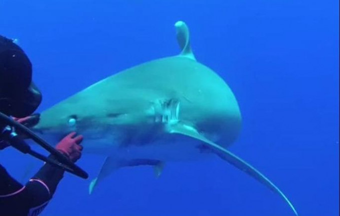 Дайвер избавил от рыболовного крючка длиннокрылую акулу на Багамах (Видео)