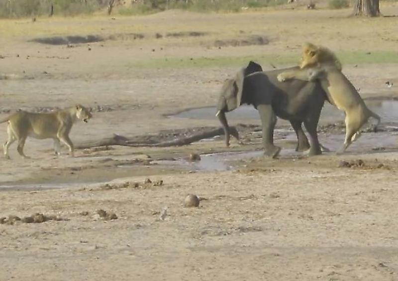 Львы перехитрили слонёнка и не оставили ему шансов на спасение в Зимбабве ▶