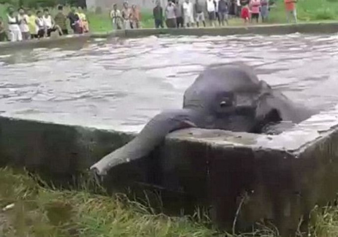 Спасатели при помощи экскаватора вытащили слонёнка из резервуара с водой в Индии (Видео)