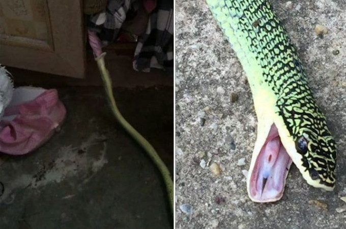 Муж поймал змею, заглотившую ночную рубашку супруги в Тайланде (Видео)