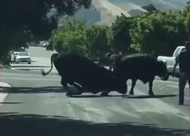 Два беглых быка устроили разборку на автотрассе в Калифорнии (Видео)