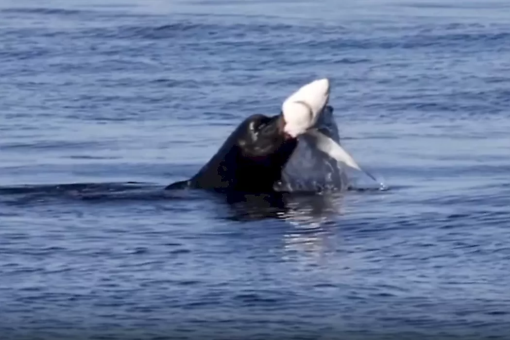 Морской лев перекусил акулой и шокировал туристов: видео