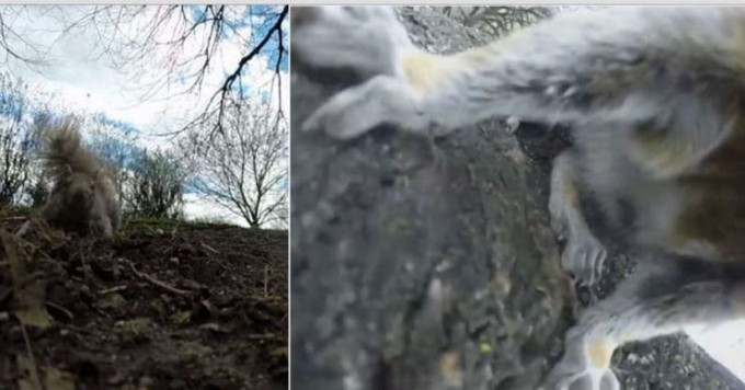 Белка, укравшая видеокамеру, запечатлела бешеный забег по деревьям в канадском парке (Видео)