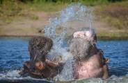 Два бегемота не поделили самку в Ботсване 3