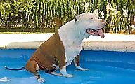 Собака спасла упавшую в бассейн слепую соплеменницу и попала на видео в Аргентине 1