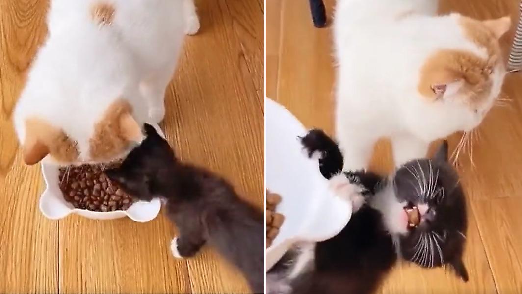 Котёнок показал зверский аппетит, отобрал миску с кормом у кошки и попал на видео в США