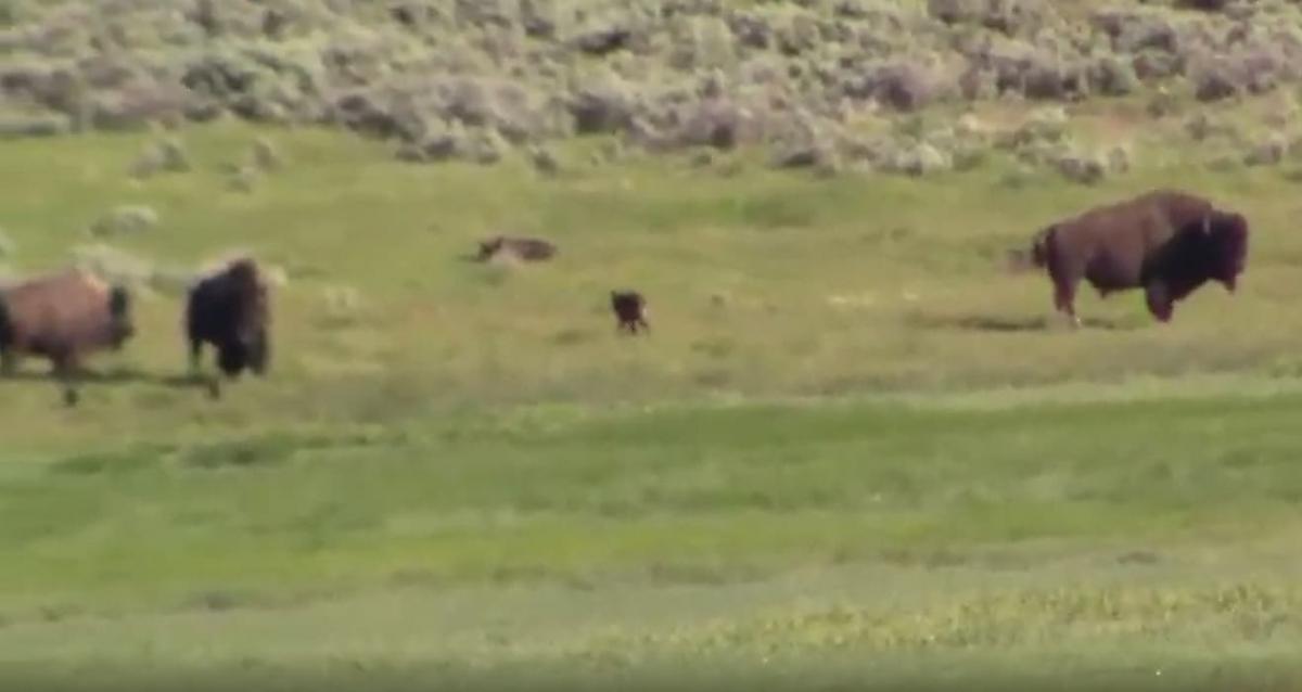 Отважная самка бизона попала на видео, пытаясь отбить тушу детёныша у хищников