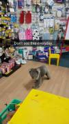 Любопытная коала прогулялась по аптеке в Австралии. (Видео) 3