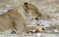 Львица нашла «замену» своим погибшим детёнышам в заповеднике Намибии 2