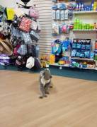 Любопытная коала прогулялась по аптеке в Австралии. (Видео) 2