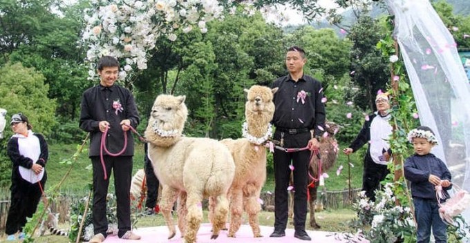 В китайском зоопарке поженили двух альпак (Видео)