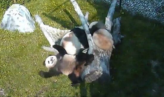 Зоопарк Торонто выпустил видео подборку падений панд, снятых на протяжении двух лет