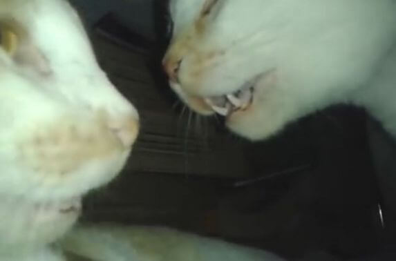 Противостояние двух котов, «гипнотизирующих» друг друга, попало на видеокамеру в Индии (Видео)