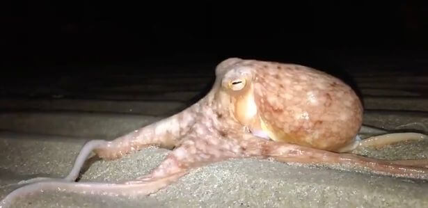 Десятки осьминогов оккупировали британский пляж (Видео)
