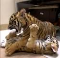 Брошенный тигрёнок нашёл друга в зоопарке Сан - Диего. (Видео) 0