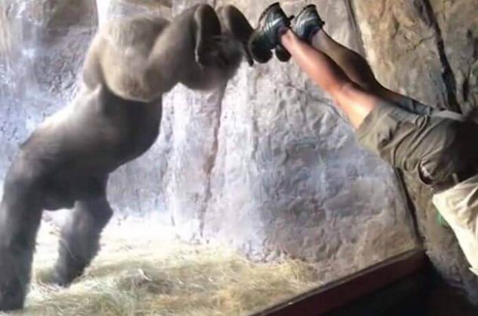 Умная горилла с точностью копирует движения работницы парка развлечений в США (Видео)