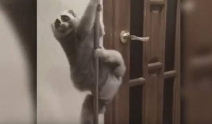 Пучеглазая обезьяна, исполнившая эротический танец на пилоне, снова стала героиней интернета