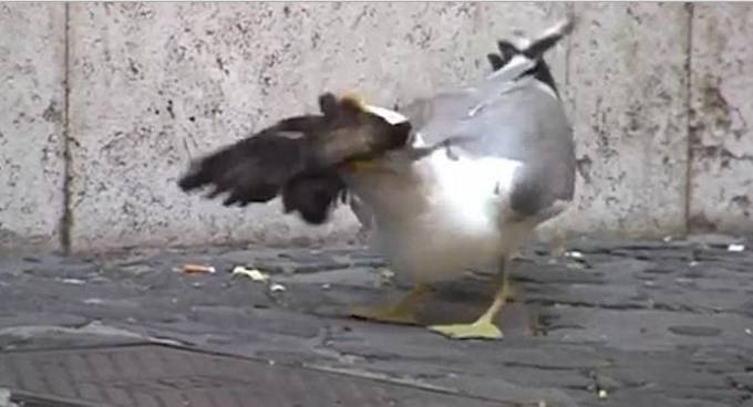 ШОКИРУЮЩИЙ КОНТЕНТ ! Чайка целиком проглотила голубя на глазах у шокированного итальянца. (Видео)