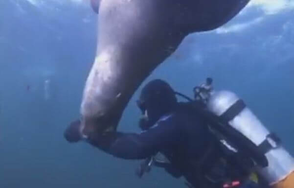 Голодный морской лев попытался съесть дайвера у побережья Канады (Видео)