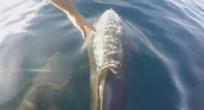 Рыбак устроил заплыв с дельфинами во Флориде. (Видео)
