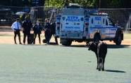 Полицейские два часа гонялись по Бруклину за сбежавшим с бойни быком (Видео) 1