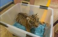 Брошенный тигрёнок нашёл друга в зоопарке Сан - Диего. (Видео) 10