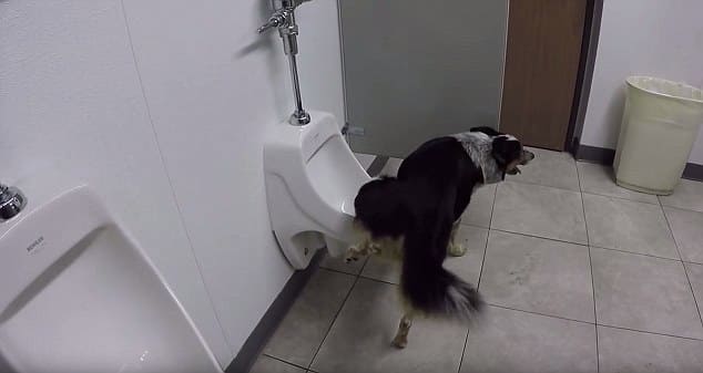 Умный пёс разобрался с устройством писсуара в американском туалете. (Видео)