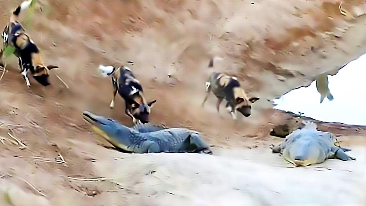 Дикие псы устроили охоту на крокодилов и попали на видео в ЮАР