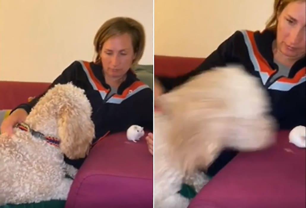 Коварный пёс стащил хомяка из-под носа своей хозяйки - видео
