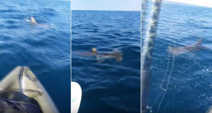 Акула - молот устроила преследование рыбака с добычей у побережья Флориды (Видео)