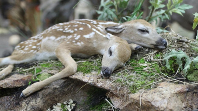 Американские грибники обнаружили двухголового оленёнка в лесу Миннесоты