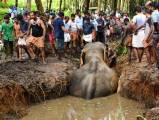 Два экскаватора и толпа местных жителей на протяжении 7-ми часов вытаскивали слона из болота в Индии (Видео) 2