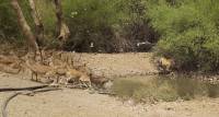 Неудачная охота: тигр устроил засаду на оленей в индийском заповеднике (Видео) 1