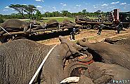Крупномасштабную операцию по перевозке слонов с использованием подъёмного крана, провели в Южной Африке 15