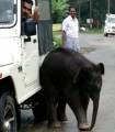 Слонёнка - сироту спасли в Индии (Видео) 2