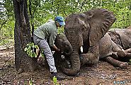 Крупномасштабную операцию по перевозке слонов с использованием подъёмного крана, провели в Южной Африке 12