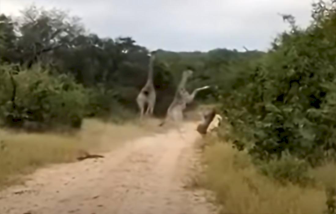 Детёныш жирафа заступился за мать и дал пинка льву на глазах у туристов в ЮАР