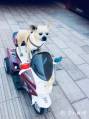 Собака, разъезжающая на роликах, удивила китайские соцсети (Видео) 8