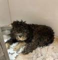Депрессивная собака, угодившая под автомобиль и потерявшая своих щенков, нашла утешение в котятах 5
