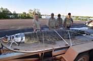 В австралийском ручье поймали огромного, 400-килограммового крокодила (Видео) 0