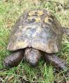 Влюблённая черепаха, сбежав от хозяйки, за сутки преодолела 10 км до объекта своей любви 4