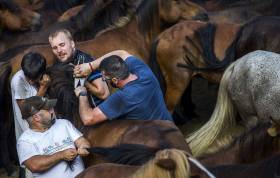 Тысячи испанцев приняли участие в массовой «объездке» диких лошадей в Галисии. (Видео) 19