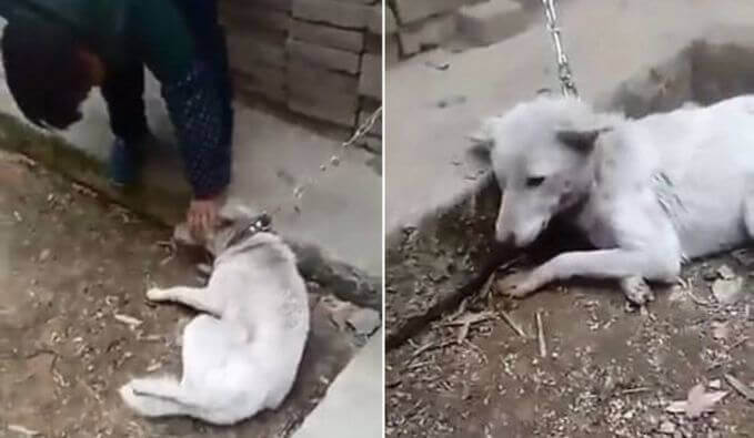 Зря похищали: грабители, не смогли продать в ресторан слишком худую собаку в Китае. (Видео)